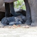 BWA NW Chobe 2016DEC04 NP 097 : 2016, 2016 - African Adventures, Africa, Botswana, Chobe National Park, Date, December, Month, Northwest, Places, Southern, Trips, Year